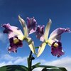 Cattleya Dipizzi coerulea x L.Labiats coeruleai 